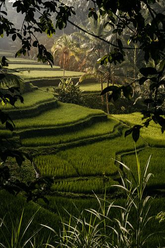 Morgensonne auf den Reisfeldern in Ubud, Bali