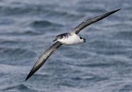 Een Noordse pijlstormvogel in vlucht boven water van Marcel Klootwijk thumbnail