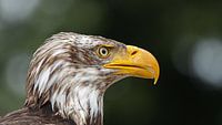 Close-up zeearend
