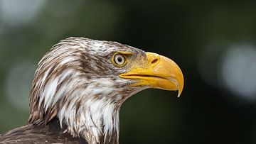 Close-up bald eagle by John Stijnman