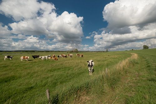 Nieuwsgierige koe in het weiland