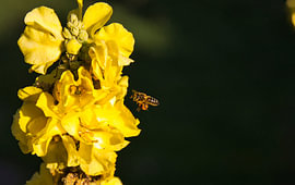 Abeille mellifère sur une fleur de reine jaune sur Anton Pater, Reisfotografie