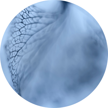 Hortensia bloemblaadjes van kant.