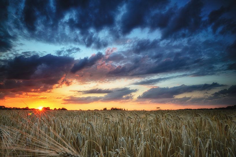 Sunset in the corn by Peter Vruggink