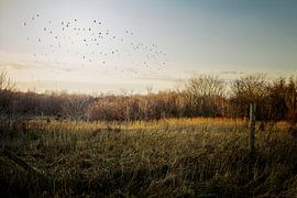 Beschermd gebied van Petra Dreiling-Schewe