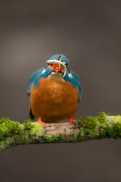 IJsvogel gefotografeerd in het Gooi van Jeroen Stel