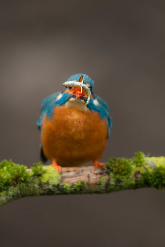 Eisvogel, der im Wurf fotografiert wurde.