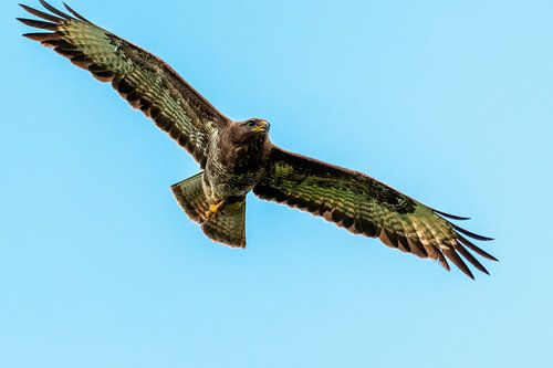 Prachtige buizerd in de Weerribben