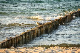 Seagulls on a groyne on the Baltic Sea. by Martin Köbsch