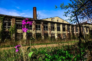 Wrakke munitie en chemische fabriek en nieuwe bloemen - de natuur vindt haar weg van InfiniteArtLabs