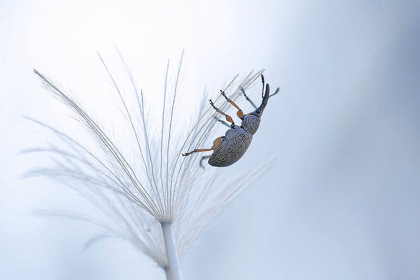 Parachute descent... by Thierry Dufour