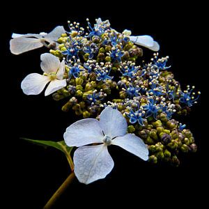 Hortensia sur Klaartje Majoor