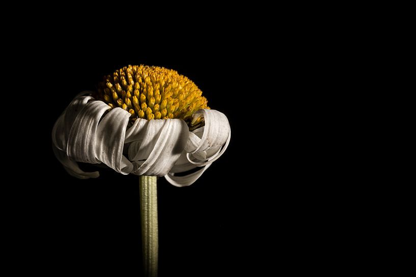 Madelief by Hille Monster