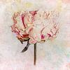 Pivoine rose sur Sabine Schemken
