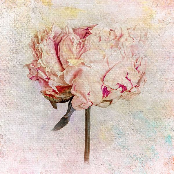 Pink peony by Sabine Schemken