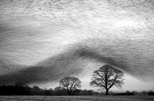 Murmuration of starlings