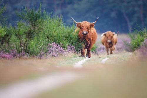 Scottish Highlanders by Pim Leijen