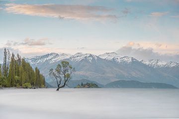 Wanaka boom Nieuw Zeeland van Stijn van Straalen