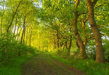 Zonsopkomst Oudemolen - Drenthe (Nederland) van Marcel Kerdijk