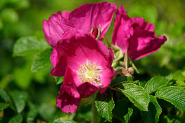 Lush Rugosa Rose in the Sun – Rosa Rugosa in Bloom by Korayu Photography