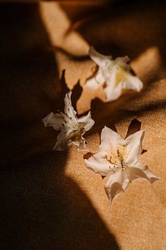 Frühlingsstillleben, warme Gelb- und Brauntöne von An en Flor