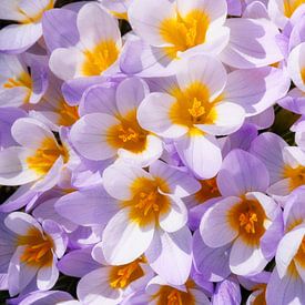 Purple crocus flowers by ManfredFotos
