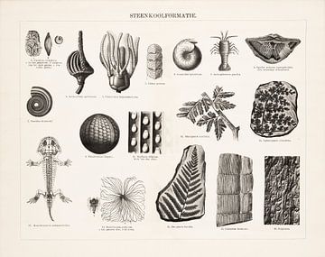 Antique print showing fossils from the coal formation by Studio Wunderkammer