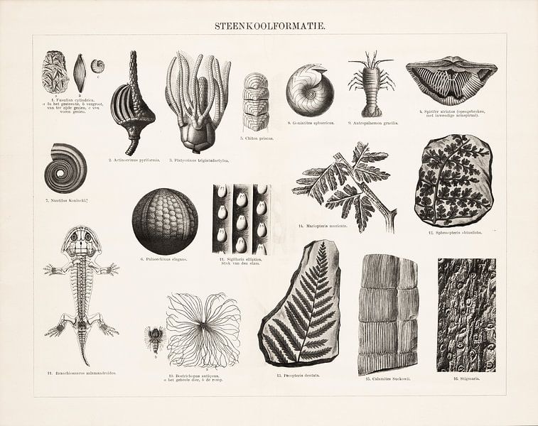 Antieke prent met fossielen uit de steenkoolformatie van Studio Wunderkammer