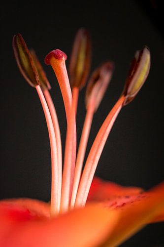 Macrofoto van oranje lelie