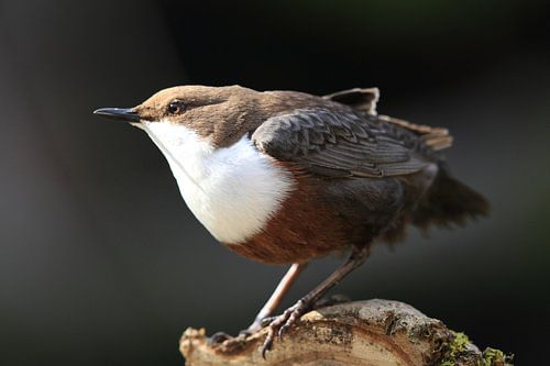Dipper Duitsland
