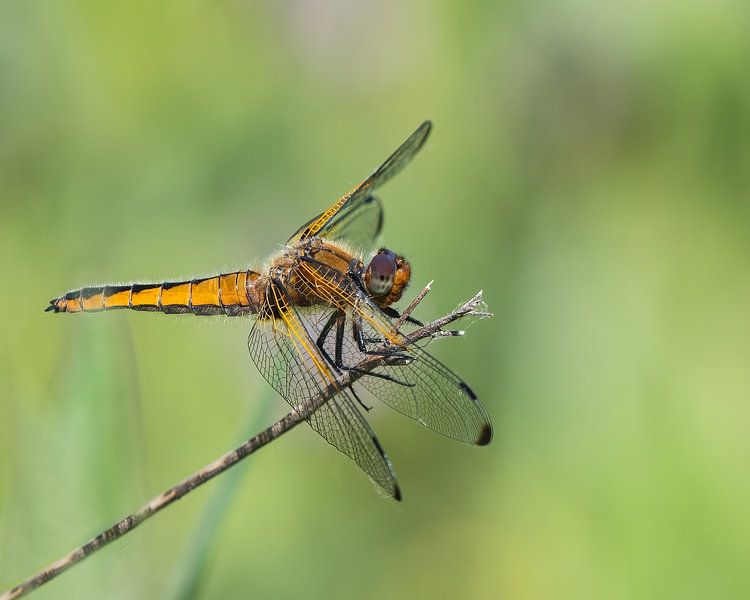 Patte brune de maïs par Christiaan Heirman