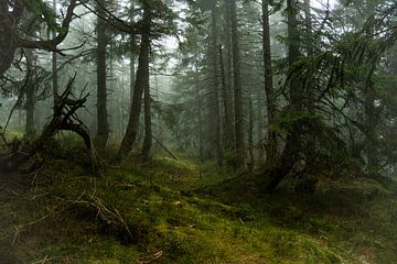 Magisch bergsparrenbos in de mist 3 van Holger Spieker