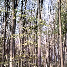 Lente in het Hallerbos I van Daan Duvillier | Regio in de Kijker