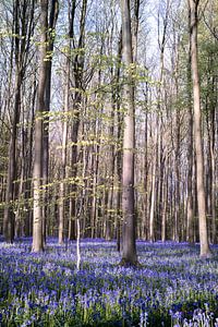Frühling im Haller Wald I