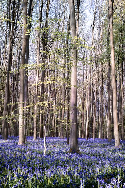 Frühling im Haller Wald I von Daan Duvillier | Dsquared Photography