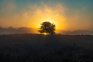 Die Drentse Heide bei Sonnenaufgang