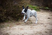 Dalmatien jouant dans la nature - Happy Dog Photography