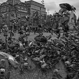 Alle Tauben auf dem Dam-Platz von Foto Amsterdam/ Peter Bartelings