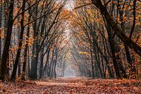 Der magische Herbst