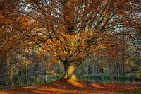 Autumn time