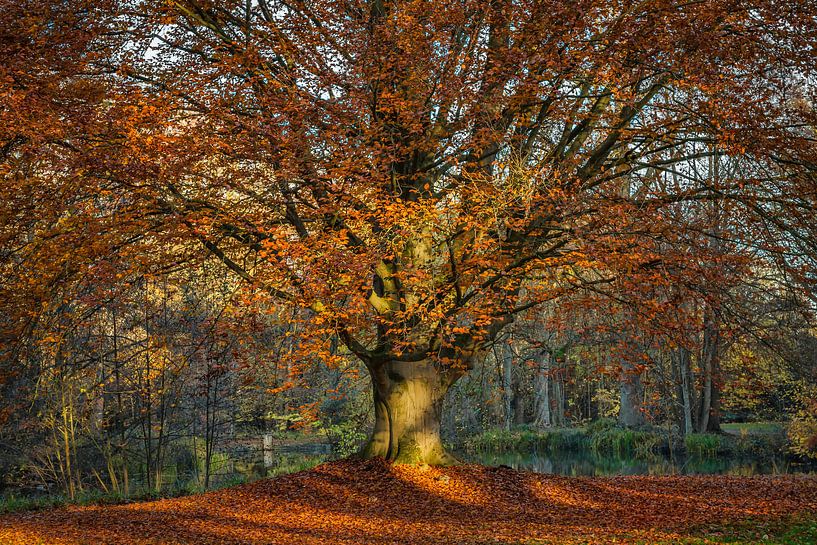 Autumn time by Sabine Wagner