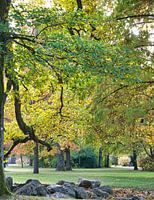 groene boom in het najaar