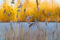 Wuivend riet