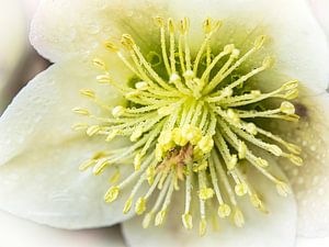 Tautropfen auf den Staubblättern des weißen Winters stieg