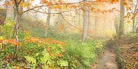 herfstbos
