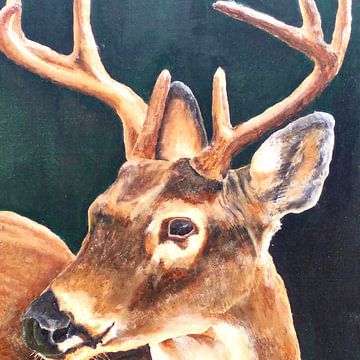 Witstaartbescheiden hert van Floris Betrouw