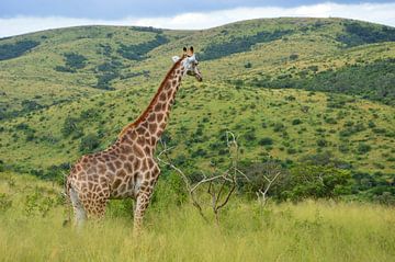 Giraffe in groen landschap van Dustin Musch