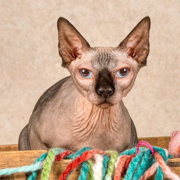 Sphynx De Chat Nu Par L Artiste Tony Wuite