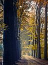 Transitions 1/3 (Herfst impressie) van Remco Lefers thumbnail