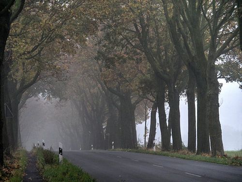 Brouillard sur la route